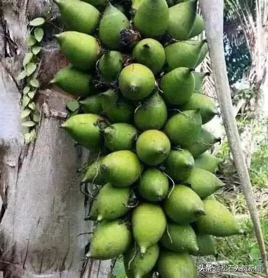 果核纯手工做的手串,用果壳做手串