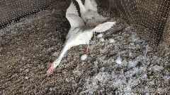 鹅产未成形蛋怎么回事,鹅产蛋期掉蛋包什么原因