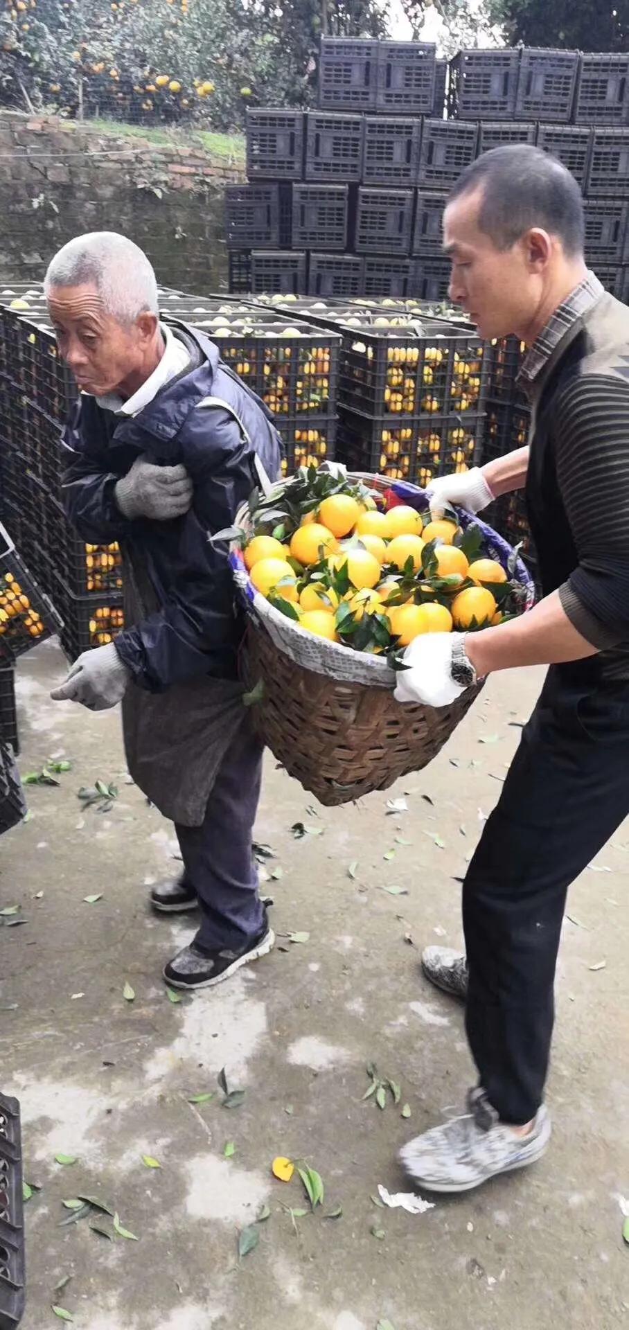 家乡的果子,家乡特产果子图片