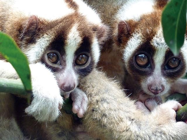 云南德宏一级保护动物蜂猴,云南德宏蜂猴视频