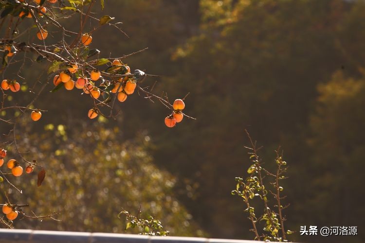 巩义最美乡村,巩义最美乡村游玩好去处