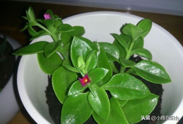 什么吊兰好养也漂亮,好养开花好看的吊兰