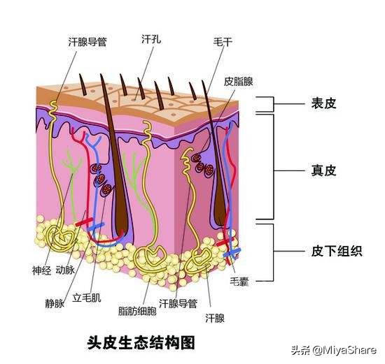 秋冬怎么减少头屑,头屑多的像下雪怎么洗