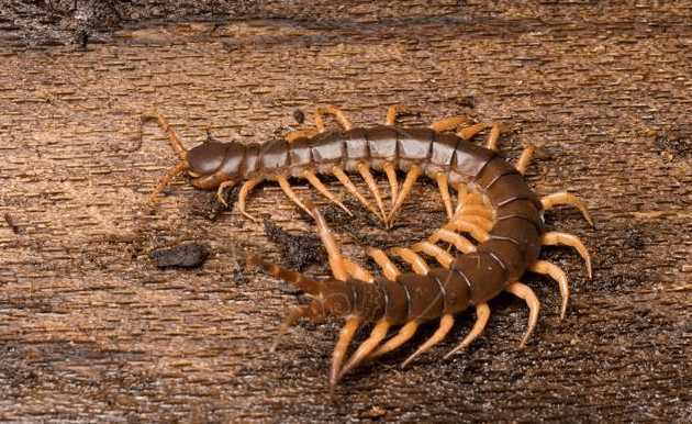 中国十大最毒蜈蚣排名,毒蜈蚣十大排行榜