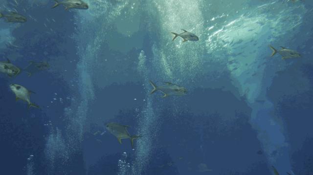 上九天揽月,下五洋捉鳖。看二孩老父亲如何带全家打卡亚特兰蒂斯