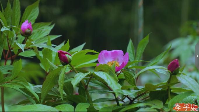 李子柒的鲜花视频,李子柒鲜花宴视频