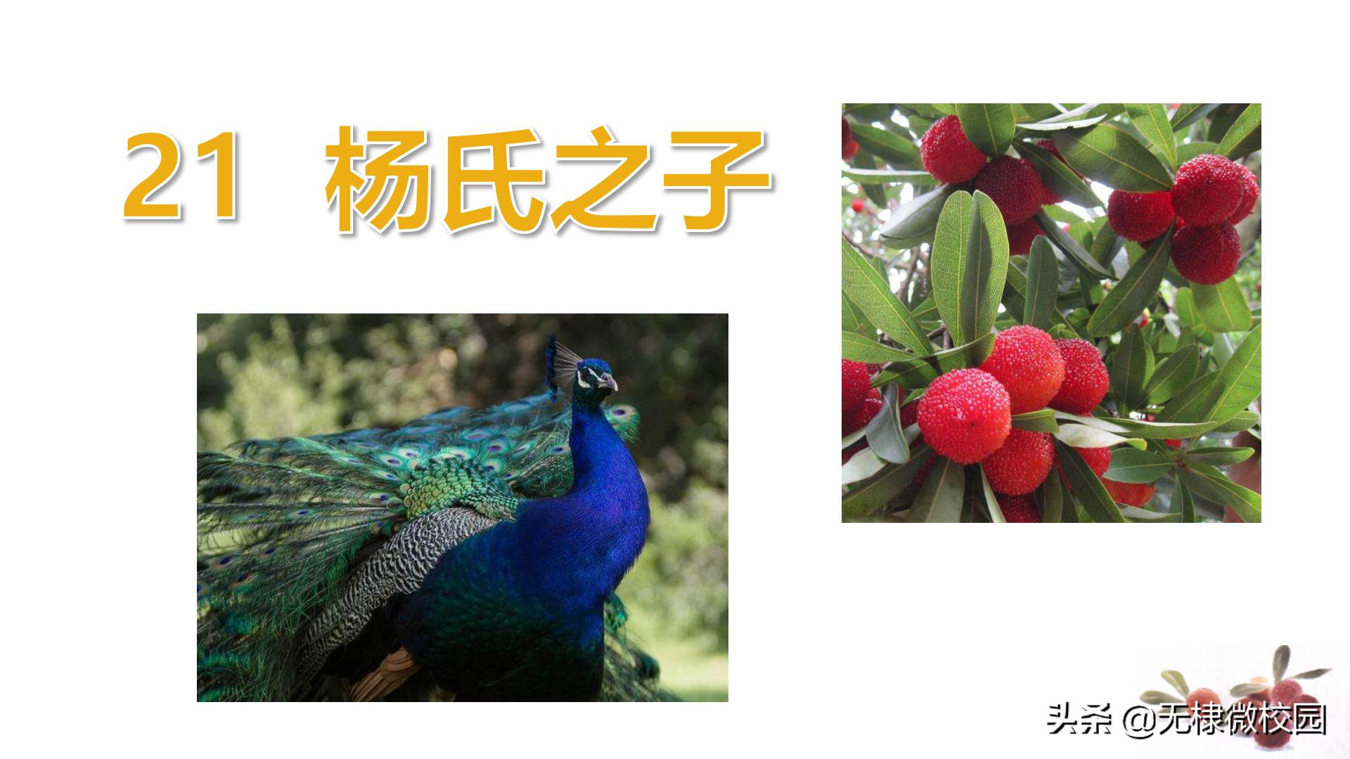 五年级下册语文21课杨氏之子朗读,五年级下册语文21课杨氏之子笔记