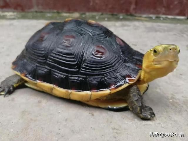 宠物龟养什么好,新手养宠物龟注意事项