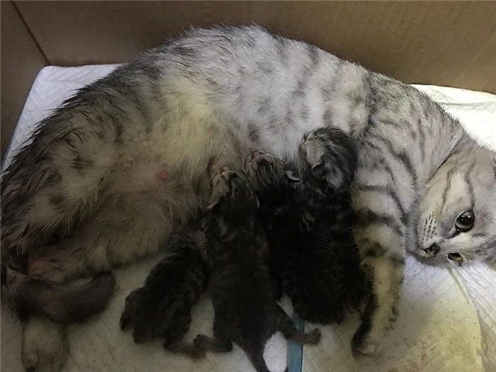 猫咪生下来第一天,猫咪生的第一窝小猫一定不能留吗