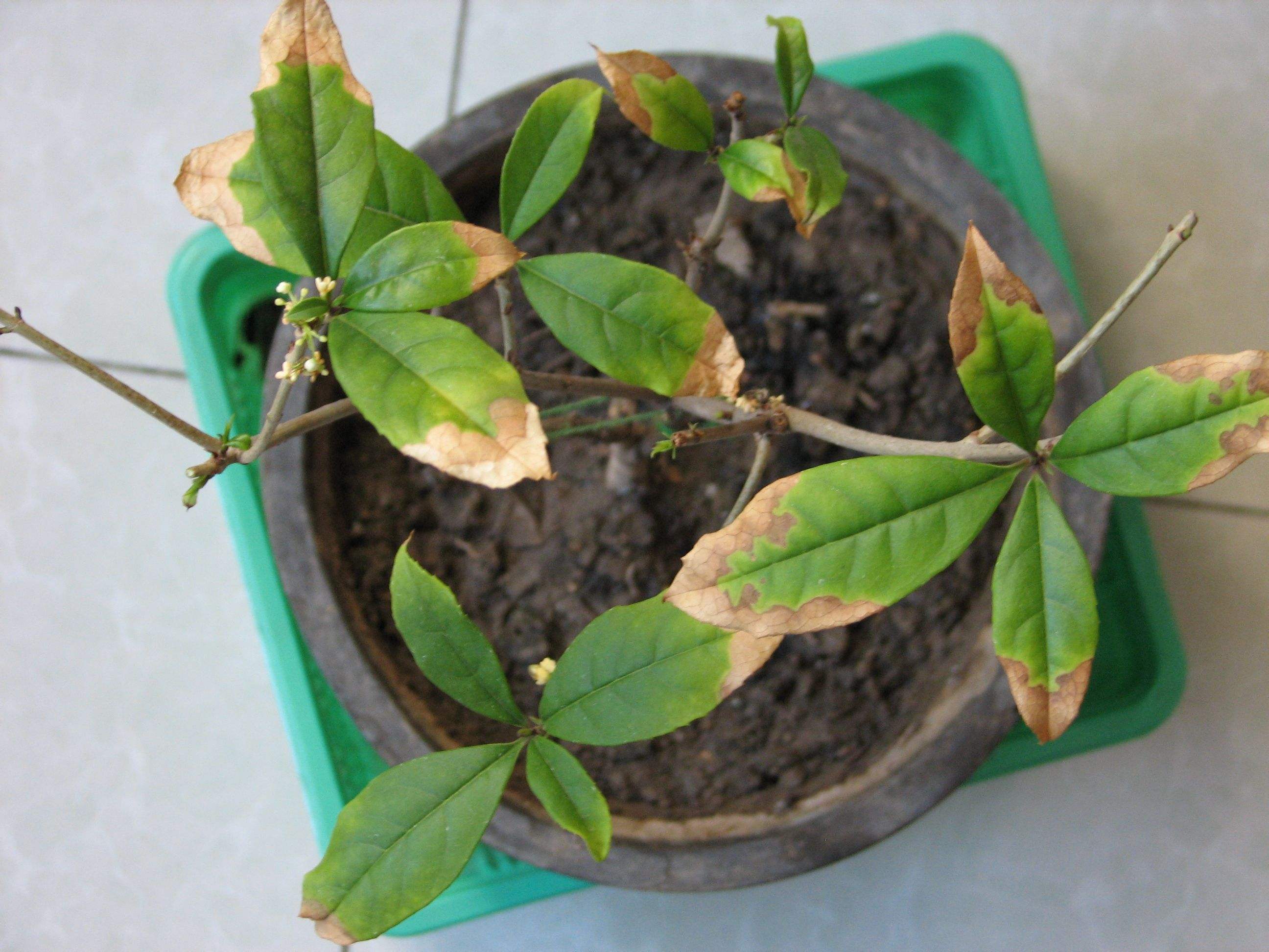 盆栽桂花花芽分化前别做这5件事，否则影响秋天开花