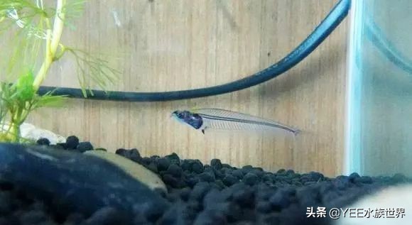 这条晶莹剔透的玻璃鱼，把自己活成了精致的艺术品