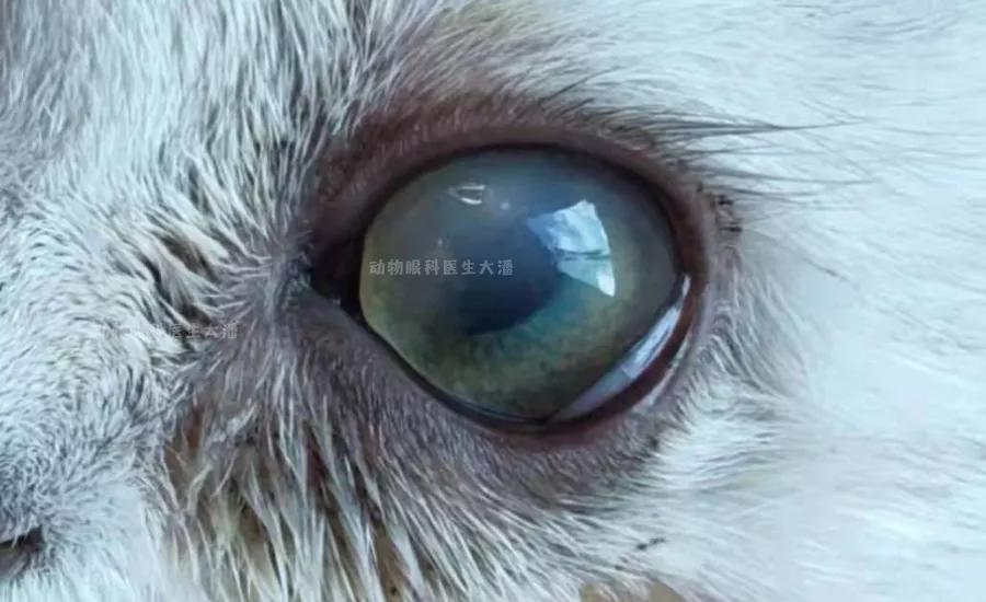 猫眼睛发红发紫是怎么回事,猫眼睛发白有眼屎怎么回事