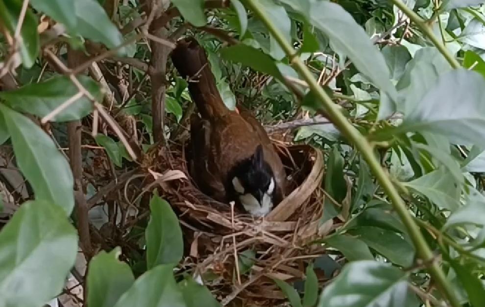 景美人善！我红耳鹎成都“安家”日常曝光