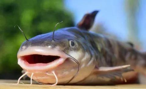 捕获巨型黄金鱼,山东捕获黄金鲶鱼