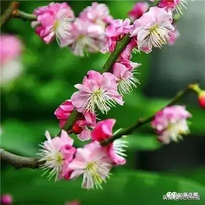 《微信赞》哪位高人编的，太有才了！送给群友们