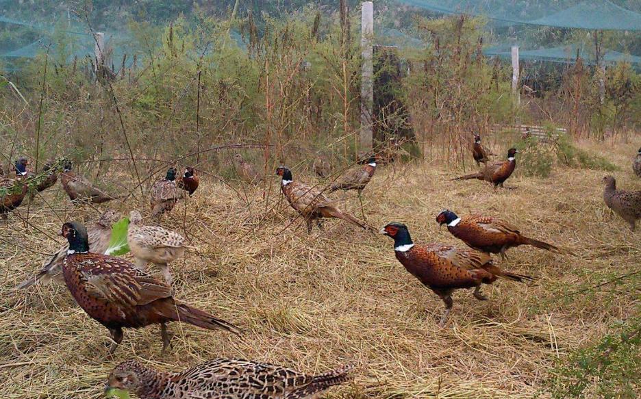 东北野鸡泛滥成灾的视频,东北野鸡泛滥成灾视频