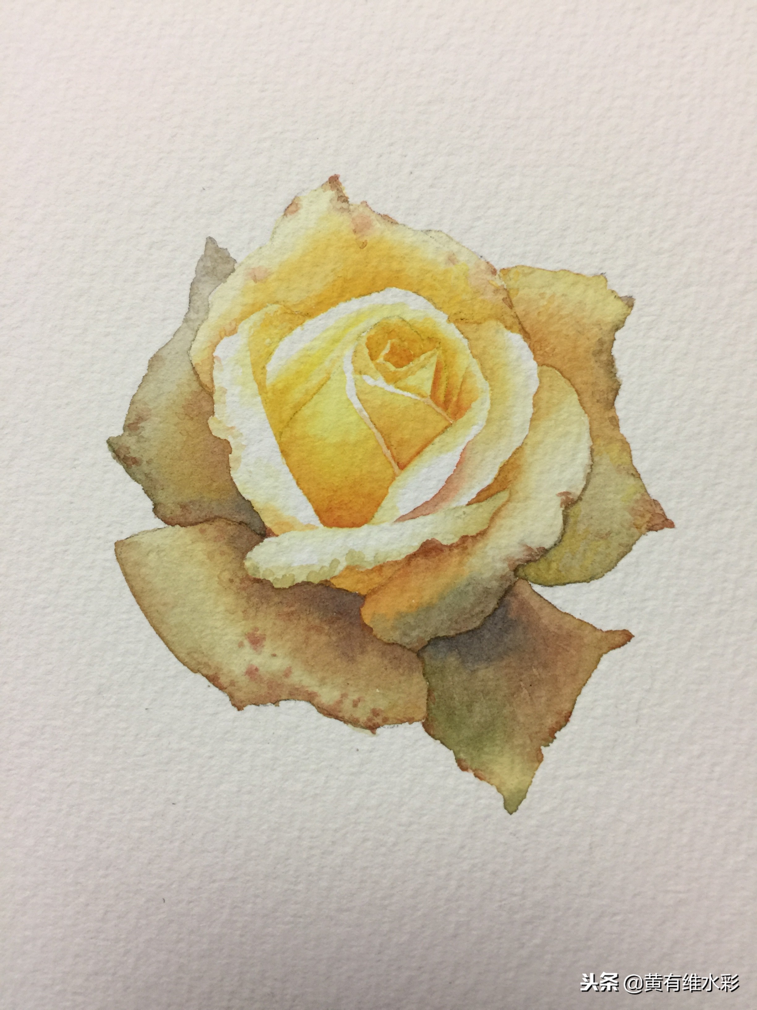 零基础入门水彩的基本画法,黄玫瑰水彩晕染