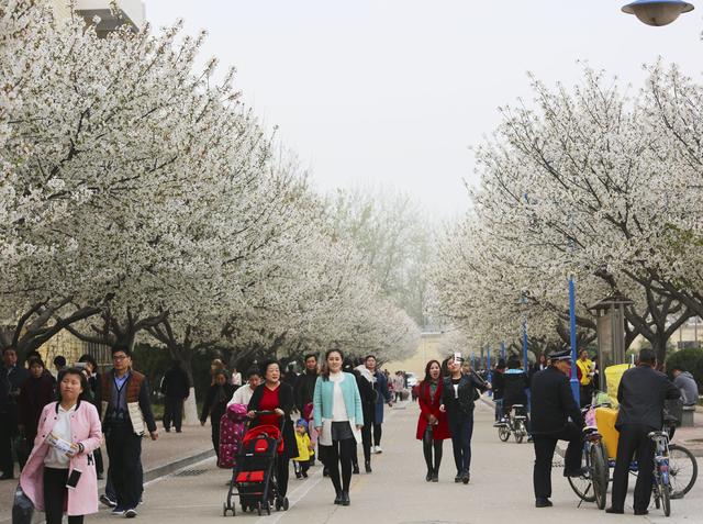 濮大樱花谢了吗,濮大樱花位置