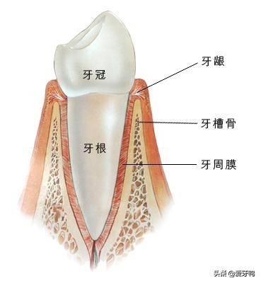 小孩把牙磕进去了怎么办,孩子磕到牙齿正确的处理方法