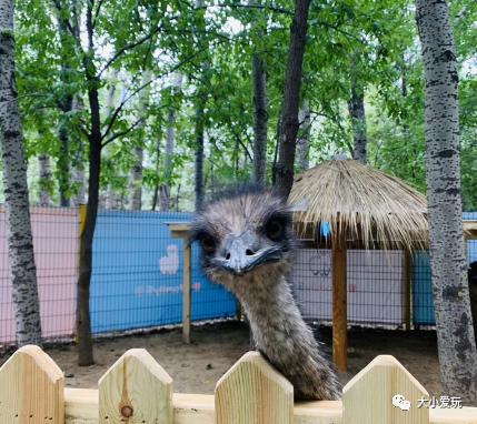 盘点北京适合遛娃的六个地方,周末免费遛娃好去处北京