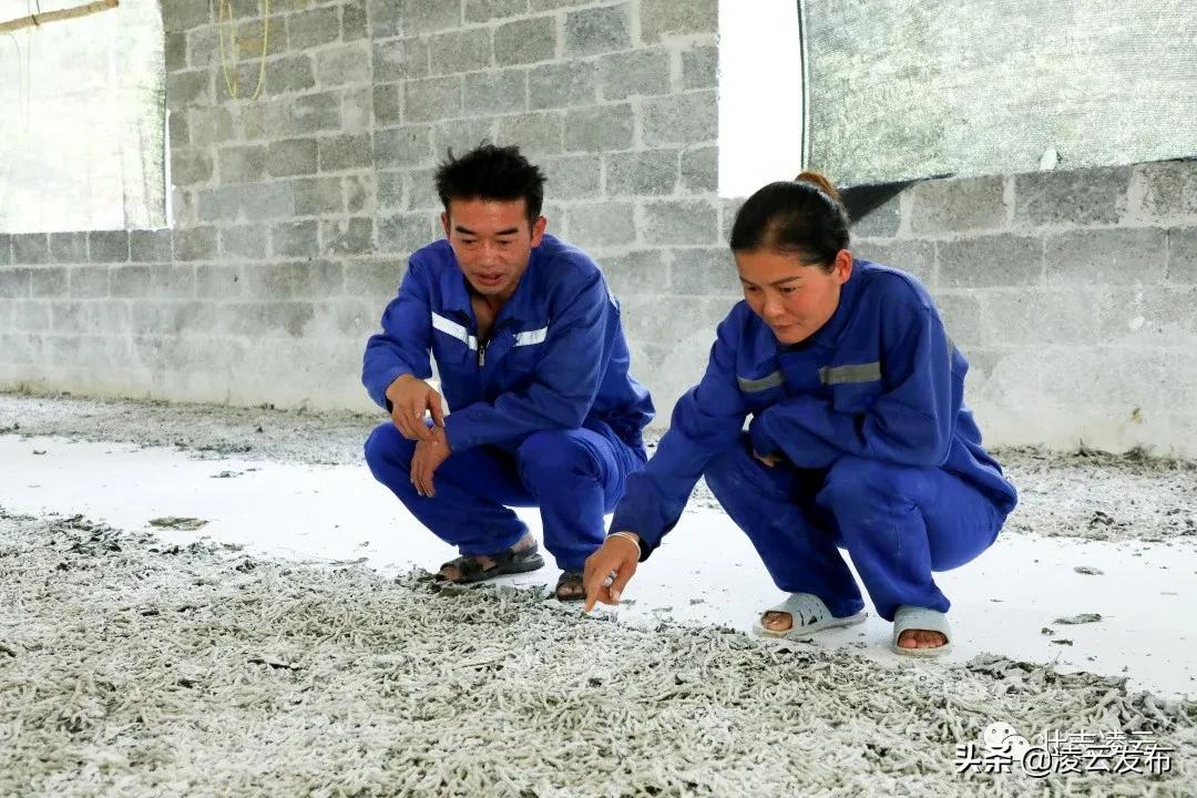 【走向我们的小康生活】一对创业致富贤伉俪——记凌云县加尤镇磨贤村刘正和、朱丽菊