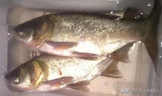 吃鱼的禁忌有哪些,吃鱼有什么禁忌不能与什么同吃