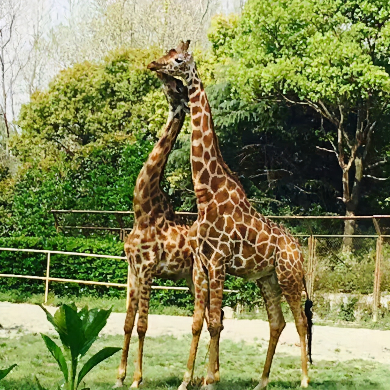 云南野生动物园免票吗,云南野生动物园有什么好玩的