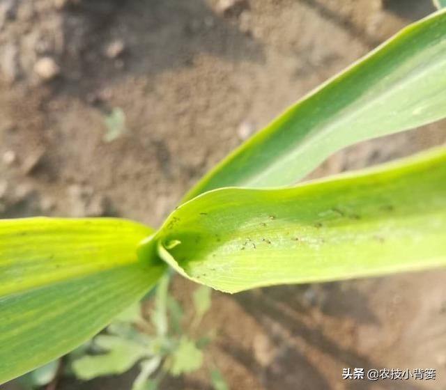 玉米田蓟马虫害最佳防治方法,玉米苗期害虫特多如何防治
