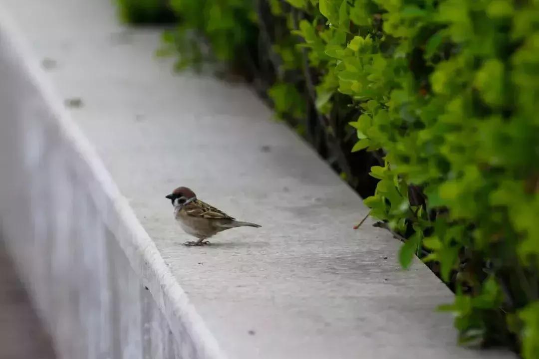 北方常见鸟类大全图片及名称,南大常见的鸟类有哪些