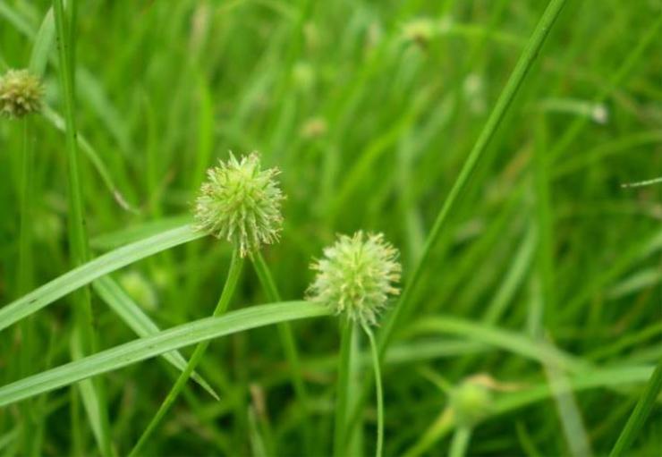 农村野外常见的尖叶恶性杂草,农田里常见的这种杂草