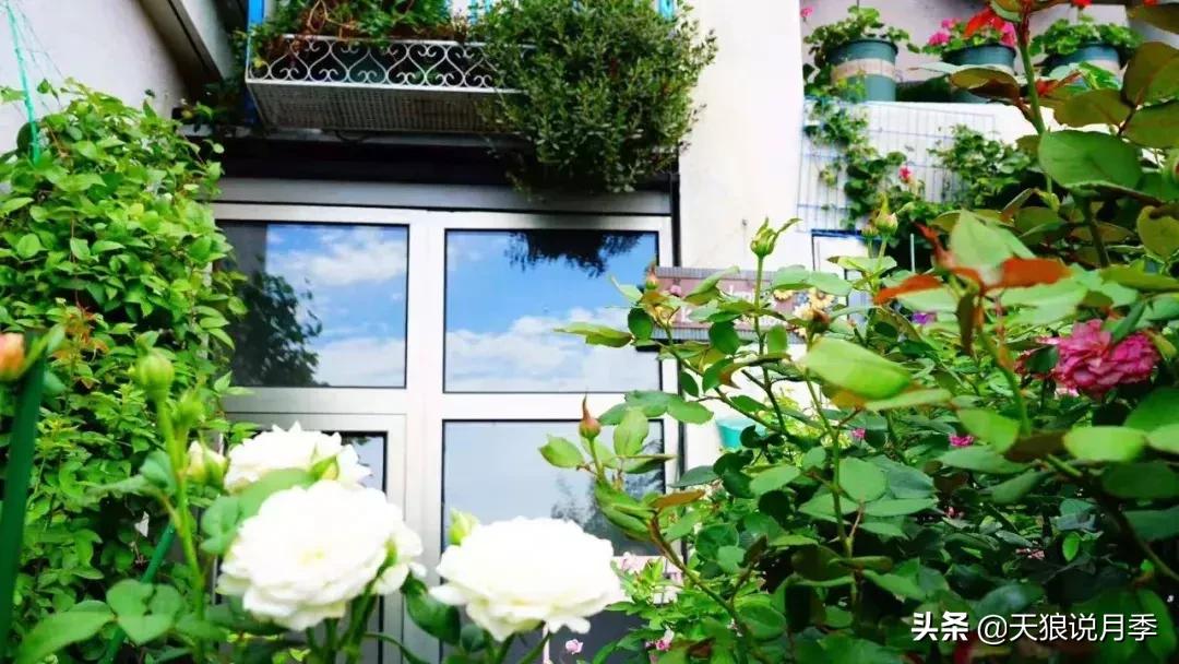 露台打造花海,她用10年改造庭院