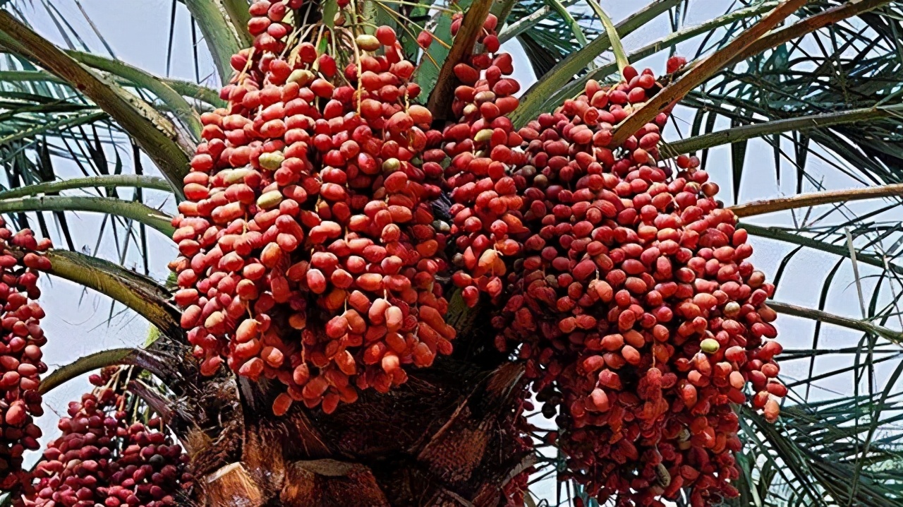 中国特便宜的果子，迪拜土豪高价“争着买”，网友：看不懂