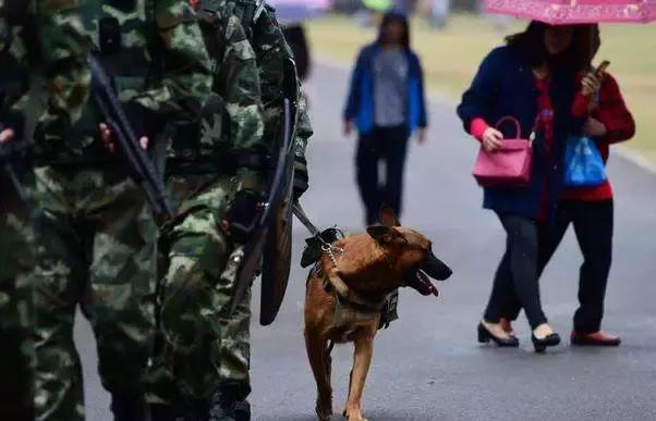 上海小警犬执勤时打盹,警犬累到打盹也站着