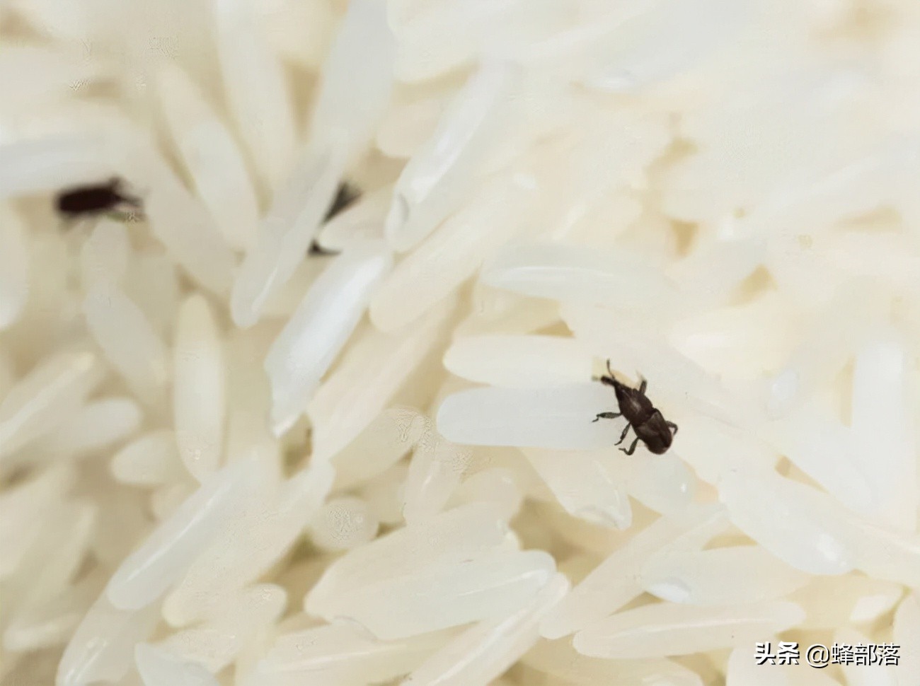 稻谷储存用什么防出米虫,玉米怎么储存才不会长虫