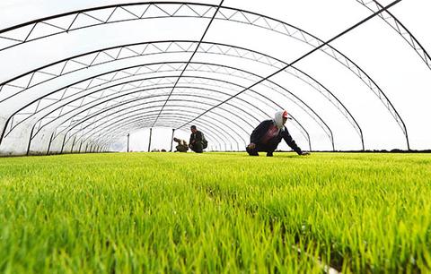 氰霜唑杀菌剂能防治水稻立枯病吗,水稻秧苗青枯病立枯病的补救措施