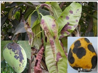 芒果买回几天为啥长黑斑,芒果买回来几天就有黑点能吃吗