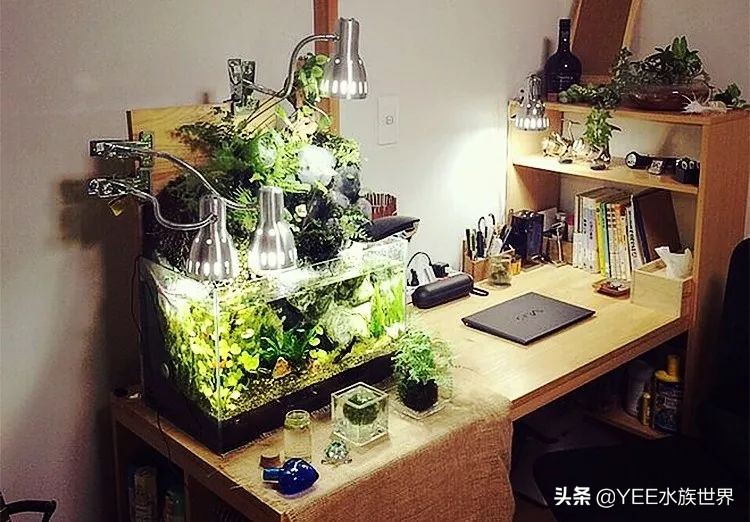 有必要买超白缸吗,哪种超白缸好