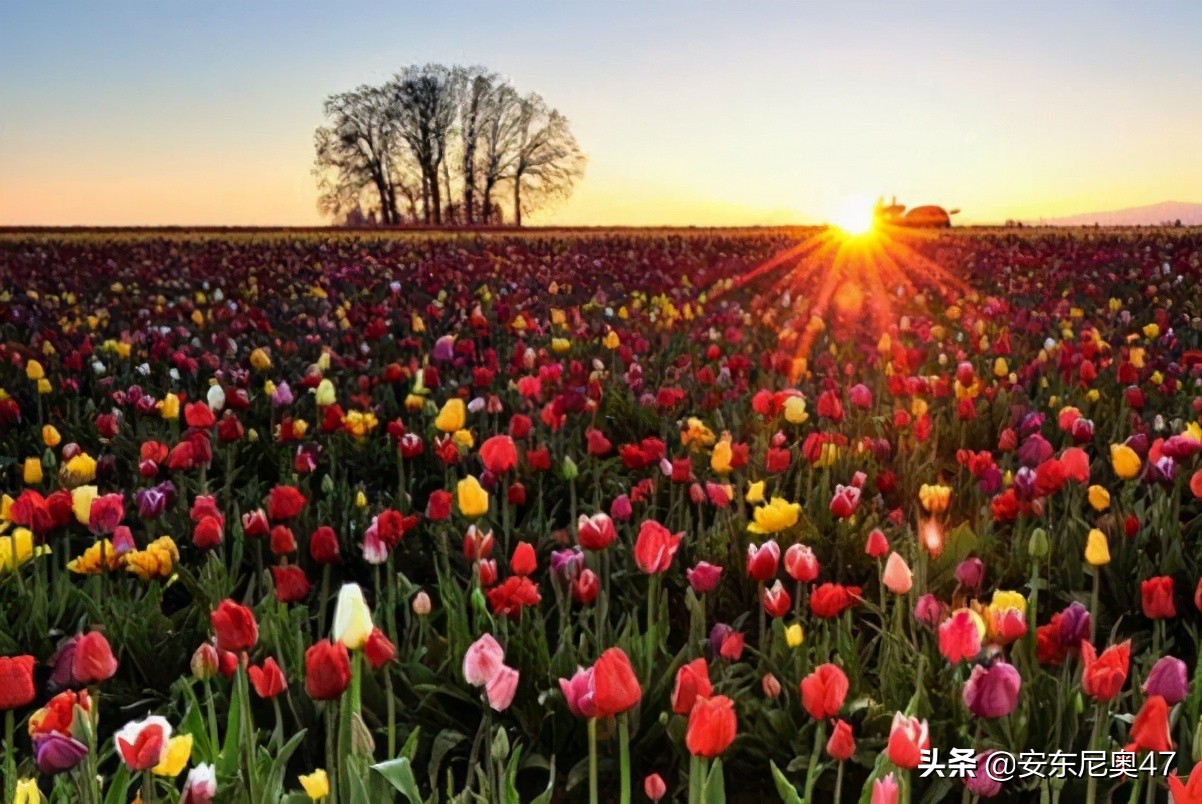 郁金香的花语象征与寓意,郁金香的花语寓意着纯洁的爱情