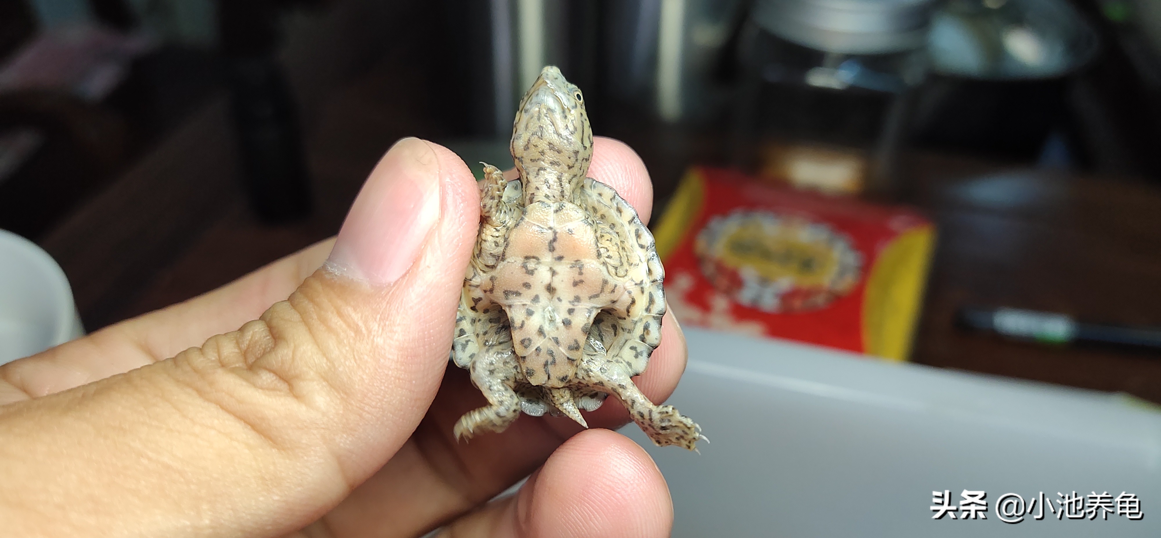 新手养龟怎么繁殖,新手养龟如何挑选