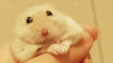 仓鼠怎么样才能让它装死,仓鼠进入装死状态怎么办