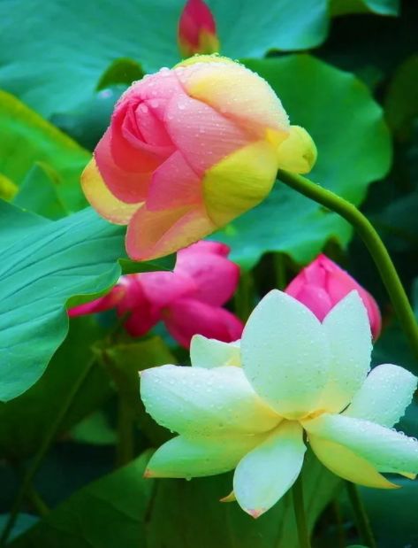 荷花古诗词鉴赏,映日荷花别样红中荷花的特点是