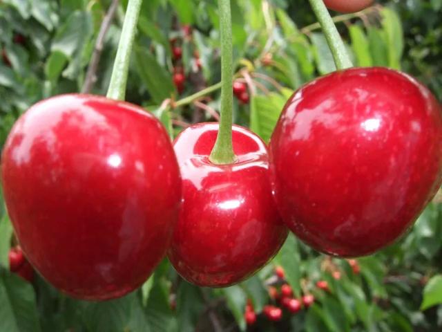 樱桃缺钙是什么情况,大樱桃补钙过多会怎么样