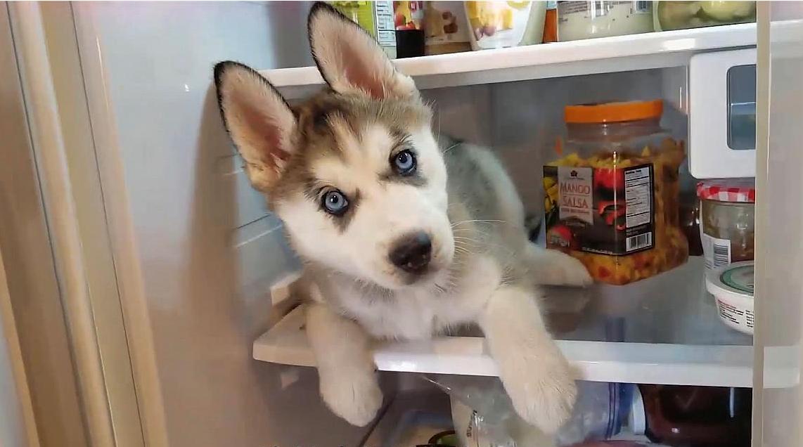 盘点狗遇到天气热的反应,狗界最令人讨厌的狗