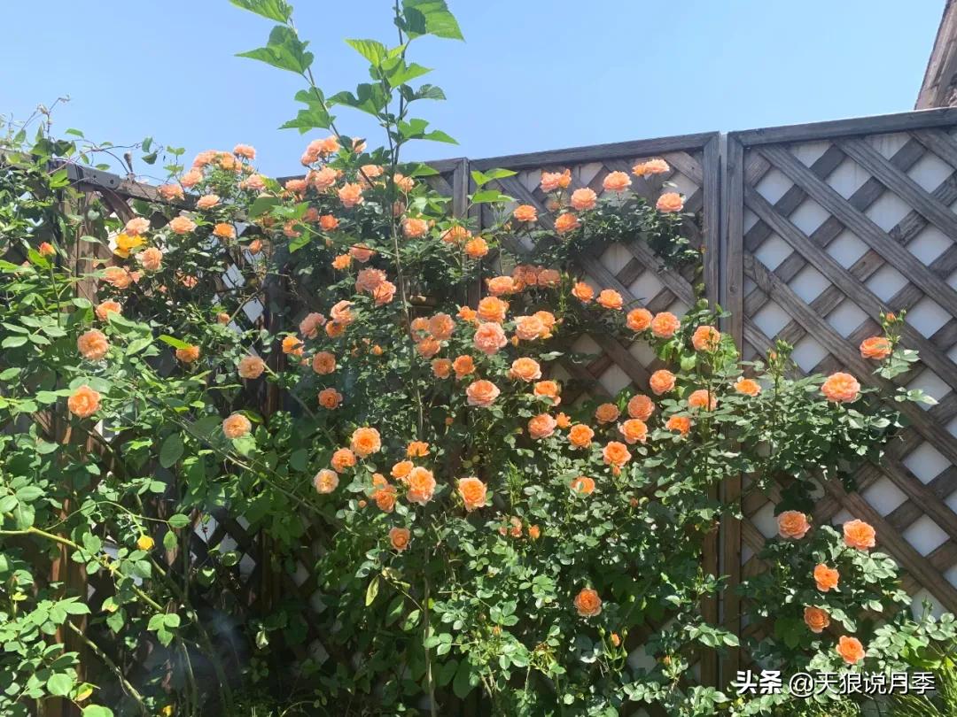 月季春季第一波花要不要剪,月季春季第一波花开后嫁接