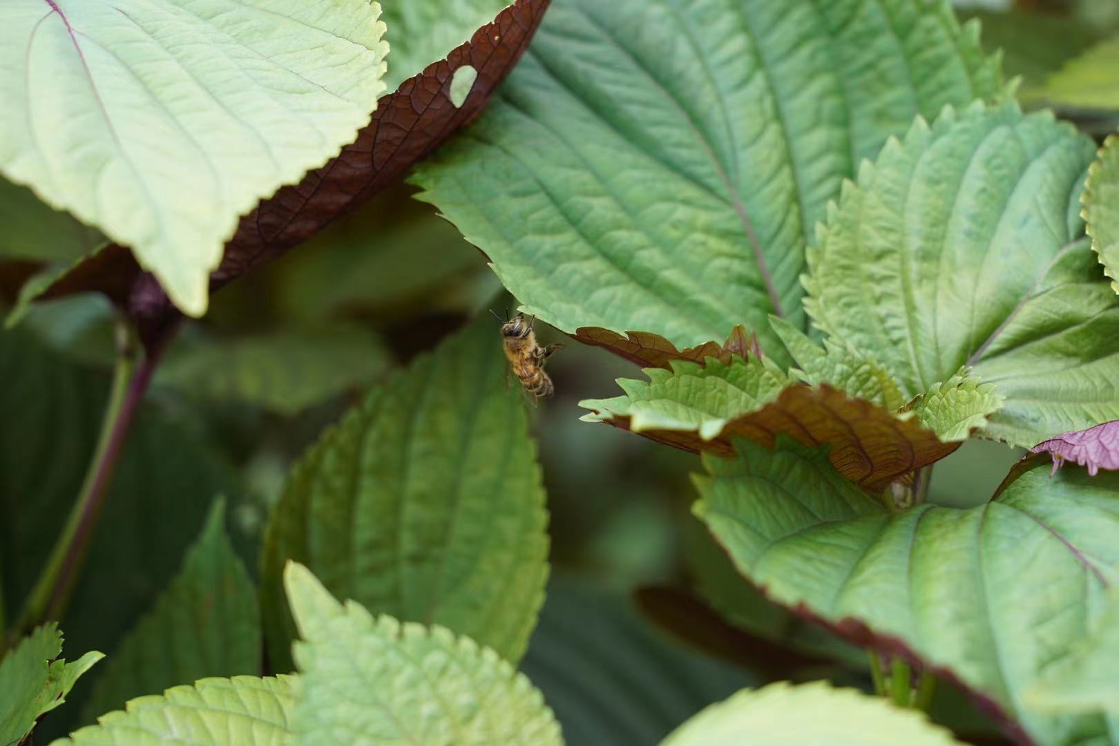 桦南紫苏种植基地在哪里,桦南紫苏简介