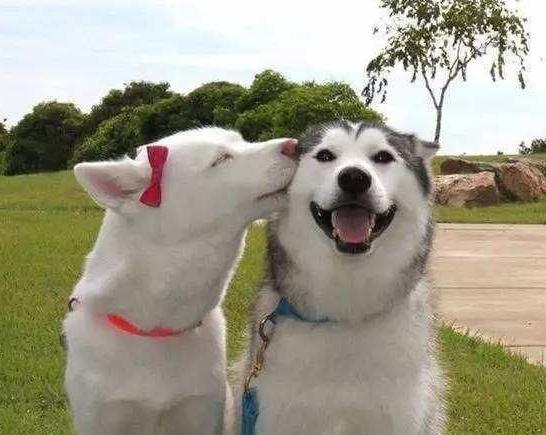 关于狗狗发情，这4点你还是该知道的！