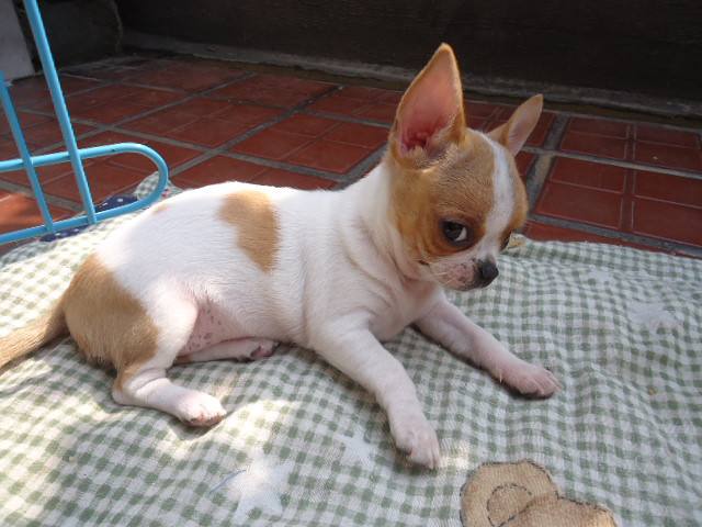 狗狗总是哼哼唧唧是什么原因,狗狗总是哼哼要咬人