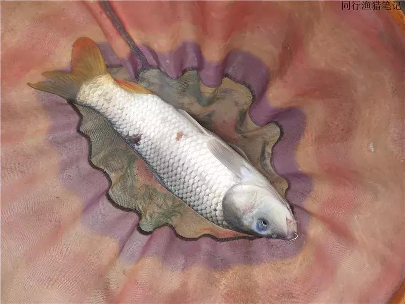 从钓鱼大师到钓鱼圣人,钓鱼大师为啥都是小钩细线钓大鱼