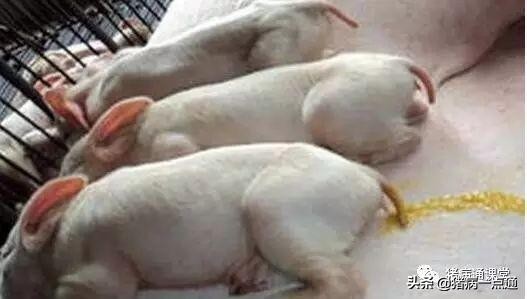 养猪技术猪奶水少怎么办,养猪人告诉你仔猪腹泻怎么办