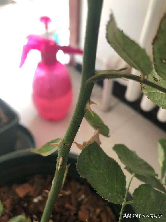 月季芽点都枯了月季还能活吗,月季枯萎了还能救活吗